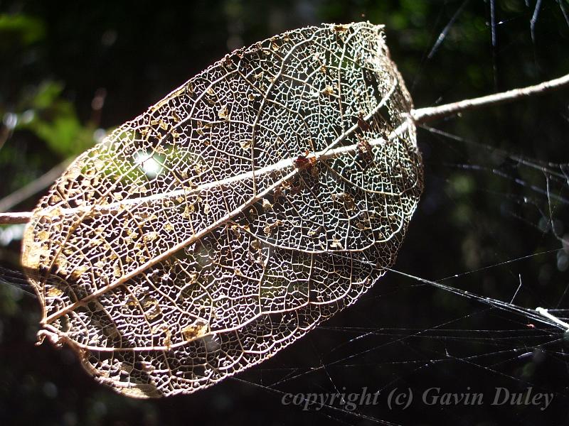 Leaf skeleton, Binna Burra IMGP1337.JPG